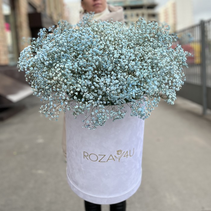 25 голубых гипсофил в бархатной коробке